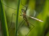 IMG_9877-1