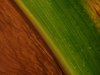 DSC01849-Maisblatt-