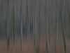 DSC03551-Februarwald-