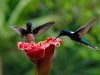 B_Matthias-Thiele_Costa-Rica-3