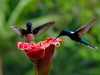 B_Matthias-Thiele_Costa-Rica-3