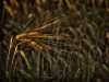 _MG_1034_5_6-1