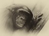 Robert_Mueller-5