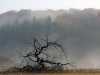 12-Heide-Schiffbauer_Novembernebel