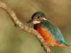 B-Eisvogel_Kurt_Seibt
