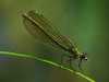 B-Gebaenderte-Prachtlibelle_w_Heide_Schiffbauer