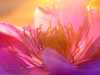 B_Clematis-im-Abendlicht_Jonathan-Taeuber