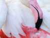 B_Flamingo-in-der-Camargue_Jan-Wilhelm