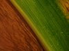 DSC01849-Maisblatt-