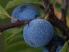 DSC02393-Blau