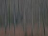 DSC03551-Februarwald-