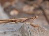 Gottesanbeterin-