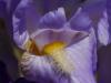 S_JohannP1050045a