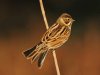IMG_1030-Rohrammer