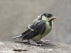 IMG_3188-Kohlmeise-Nestling