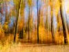 Zoom-Herbstwald
