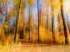 Zoom-Herbstwald