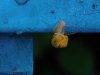 DSC02297-Blau-