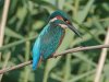 DSC05532-Blau-1