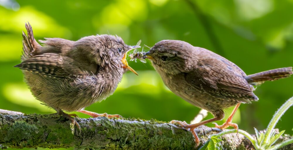 Fotoclub Sinsheim e.V. 
